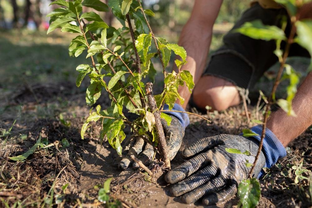 Tree Plantation & Organic Composting